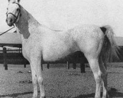 stallion Gamil Manial 1912 RAS (Arabian purebred, 1912, from Saklawi II 1895 ox)