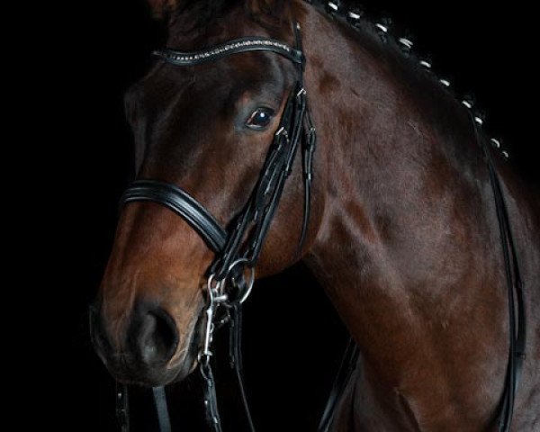 dressage horse Hokkaidon (Hanoverian, 2003, from Hofrat)