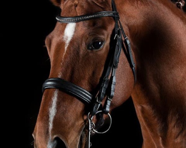 Dressurpferd His Spark of Hope (Hannoveraner, 2006, von His Highness)
