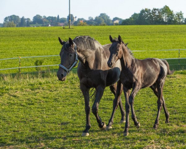 horse Karuso (Trakehner, 2018, from Hibiskus)