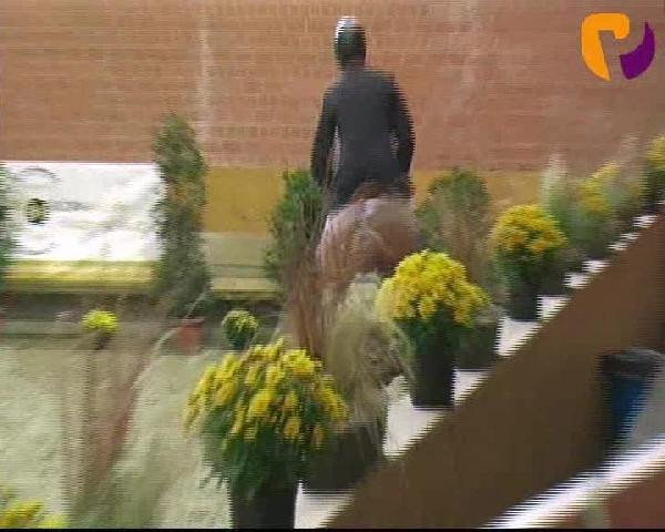 jumper Golden Fella (Hanoverian, 2006, from Graf Top)
