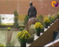 jumper Golden Fella (Hanoverian, 2006, from Graf Top)