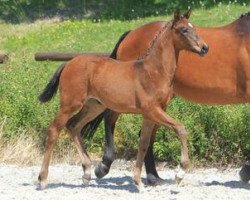 dressage horse Babooshka (Württemberger, 2012, from Boston)