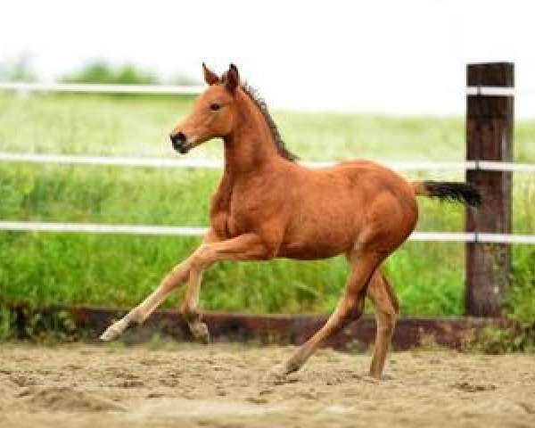 Pferd Rock me Baby (Deutsches Sportpferd, 2012, von Candyman) Pferd Rock me Baby (Deutsches Sportpferd, 2012, von Candyman)