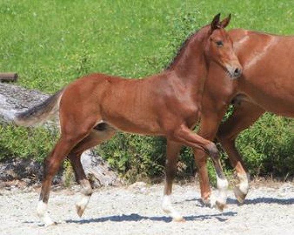 horse Canzone (Württemberger, 2012, from Carrico)