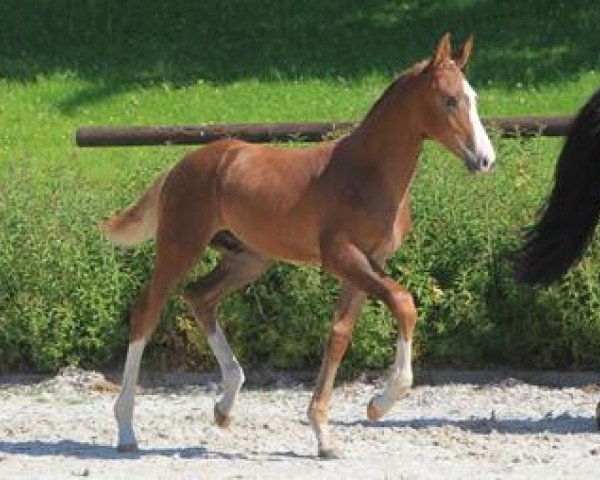 horse Calderon (Württemberger, 2012, from Carrico)