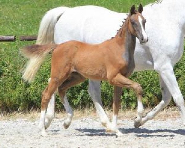 Pferd Chacitano L (Württemberger, 2012, von Ciacomo)