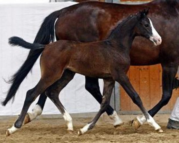 Pferd Pinella (Deutsches Sportpferd, 2012, von Colestus) Pferd Pinella (Deutsches Sportpferd, 2012, von Colestus)