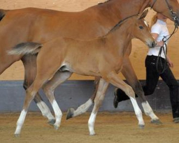 Springpferd Collinchello (Bayer, 2012, von Collins 21)