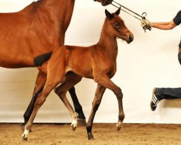 Pferd Clear Round (Bayer, 2012, von Coupe d`Or)