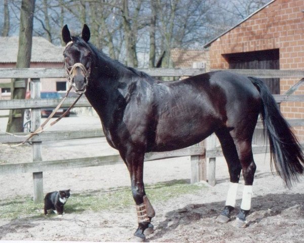 horse Lara (Trakehner, 1983, from Admiral II)
