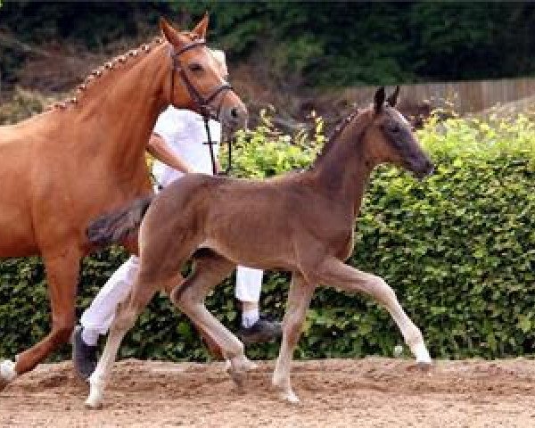 dressage horse Dacapo 292 (German Sport Horse, 2012, from Decurio 3)