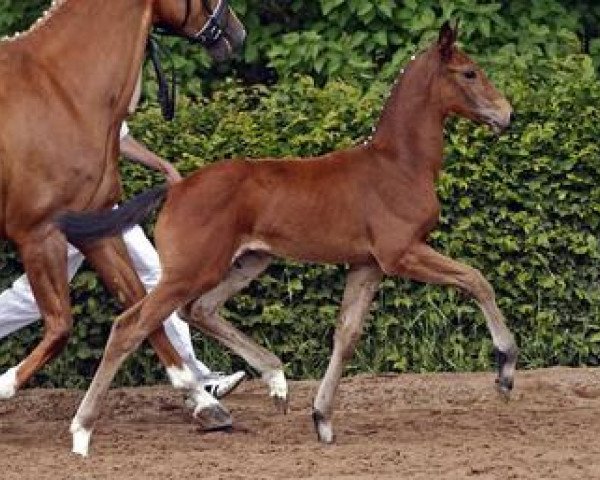horse Dr. Dance (German Sport Horse, 2012, from Decurio 3)