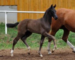stallion Del Sogno 2 (Bavarian, 2012, from Destano)