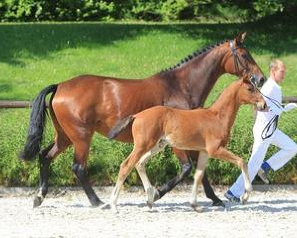 dressage horse Equidiamonds Dicaprio (Württemberger, 2012, from Diamo Gold) dressage horse Equidiamonds Dicaprio (Württemberger, 2012, from Diamo Gold)