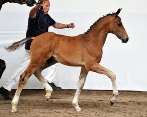 Dressurpferd Disco Star (Bayer, 2012, von Disco-Boy)