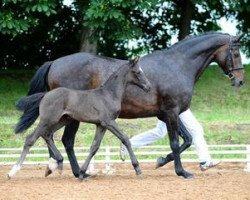 jumper Fee (German Sport Horse, 2012, from For Feeling)