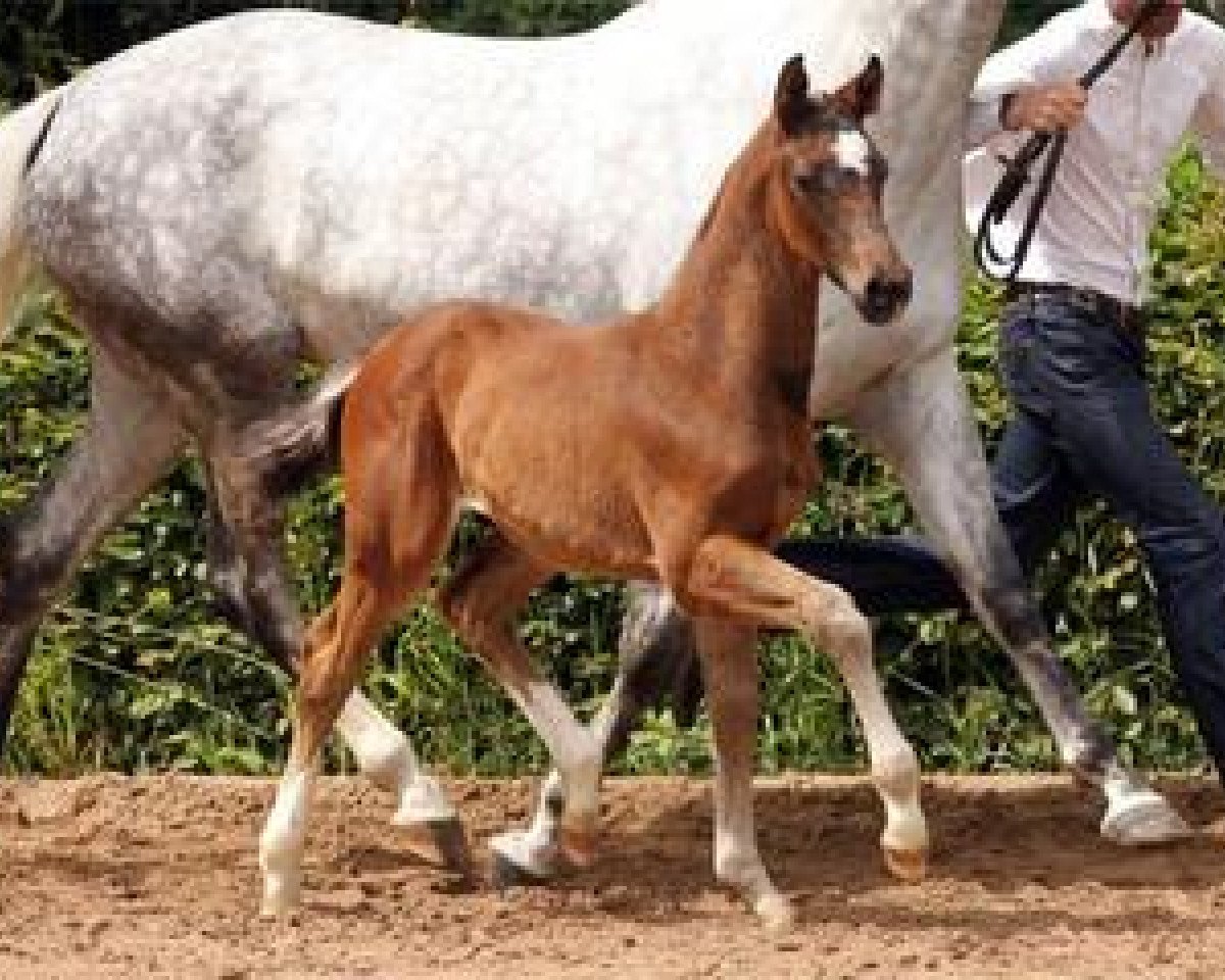 horse Forrest Gump (German Sport Horse, 2012, from Foundation 2)