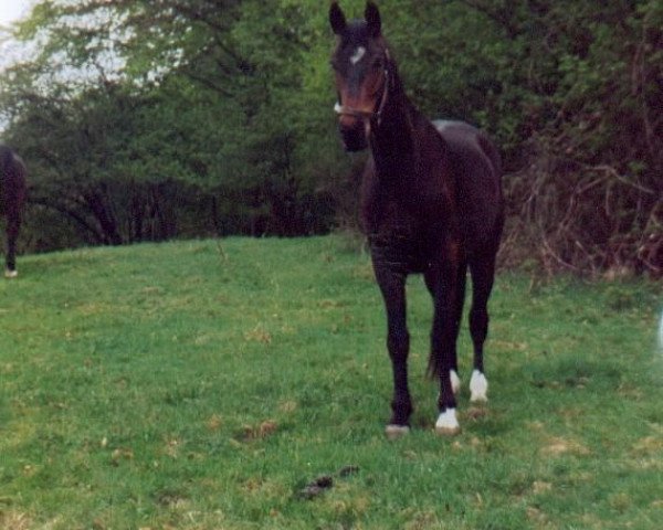 horse Amur (Württemberger, 1999, from Admiral II)