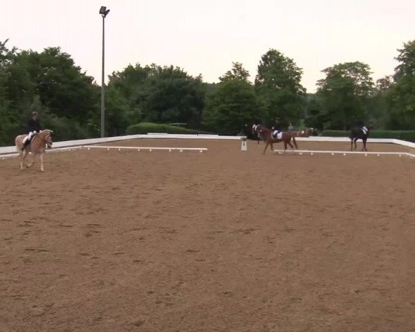 Reitturnier Neustadt/Aisch/Mfr. 2022