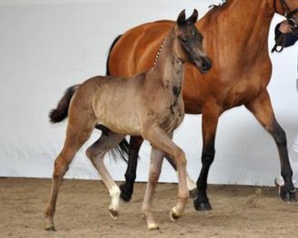 Pferd Furst W (Bayer, 2012, von Fürst Romancier)