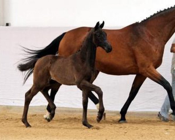 horse For Ever (German Sport Horse, 2012, from Fürstenball)