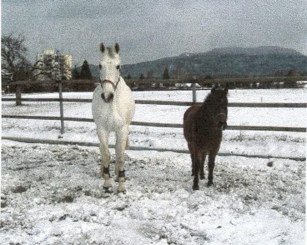 horse Azur 38 (Württemberger, 1987, from Admiral II)