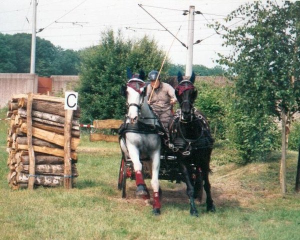 Zuchtstute Astalavista (Württemberger, 1995, von Admiral II)