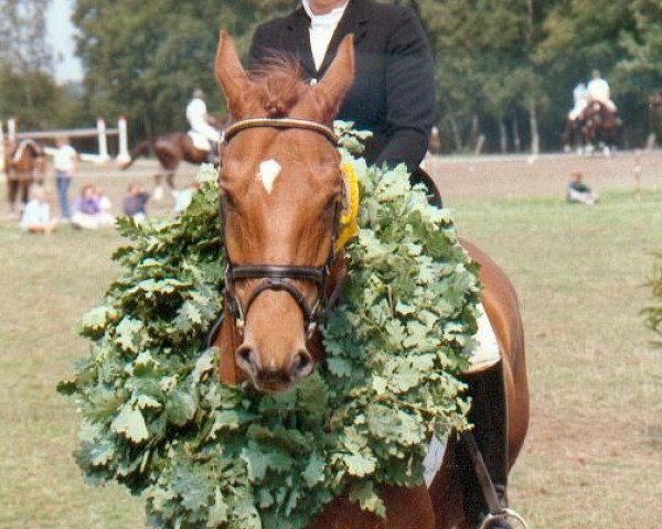 horse Armani (Württemberger, 1983, from Admiral II)