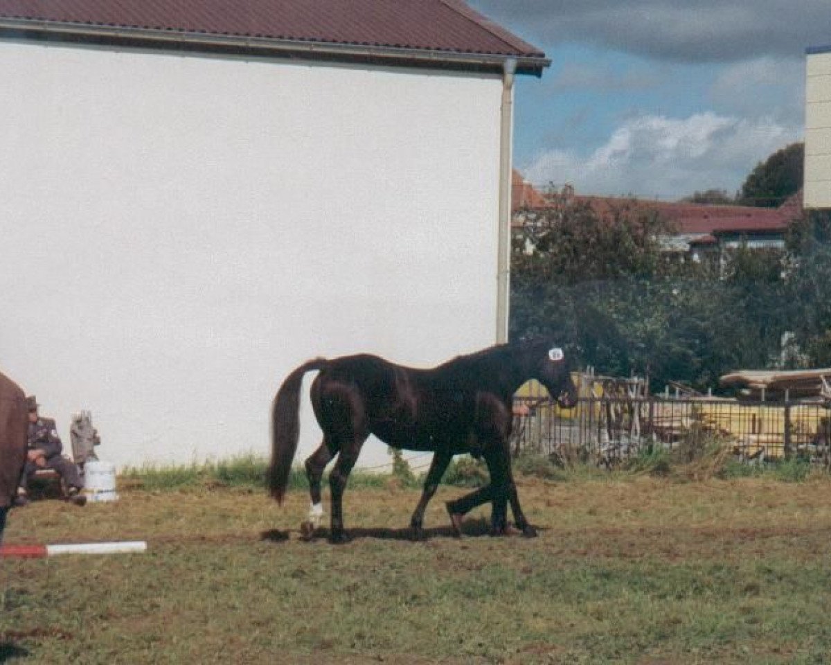 Klacz hodowlana Ariane (Wirtemberski, 1982, od Admiral II)