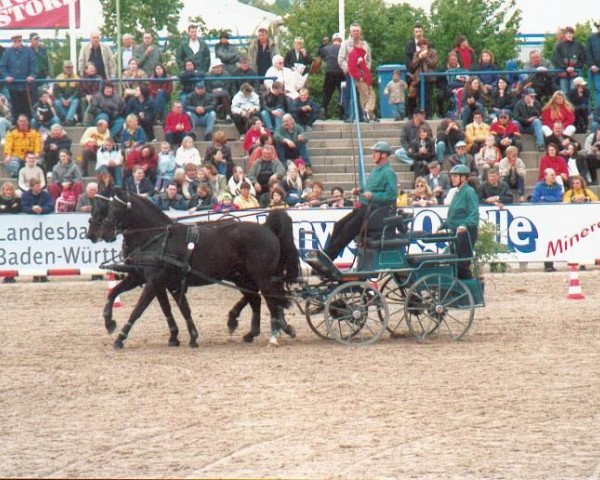 horse Archibald 38 (Württemberger, 1988, from Admiral II)