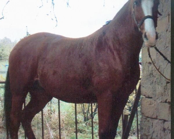 broodmare Annapetra (Württemberger, 1996, from Admiral II)