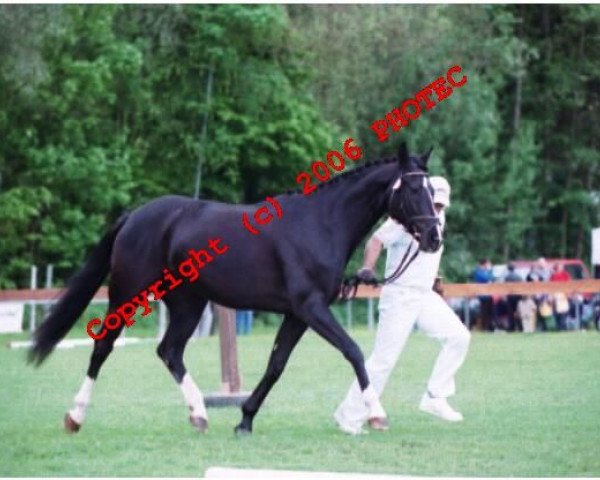 broodmare Amourette (Württemberger, 1992, from Admiral II)