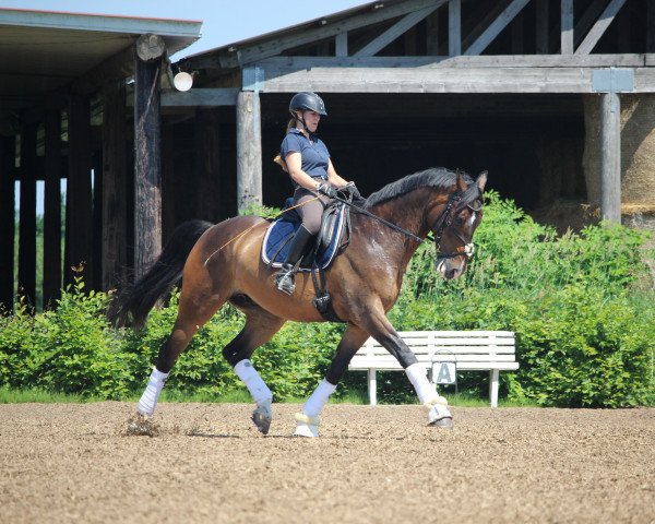 jumper Arkonas (Oldenburg show jumper, 2004, from Ars Vivendi)