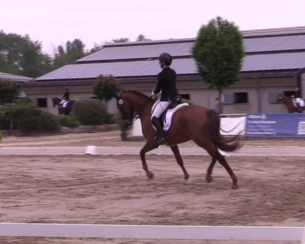 Reitturnier Frechen-Grefrath - Sonnenhof 2022