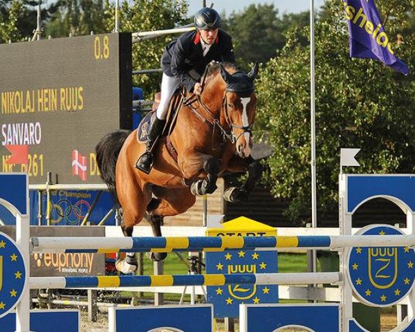 Deckhengst Sanvaro (Oldenburger Springpferd, 2005, von Sandro Boy)