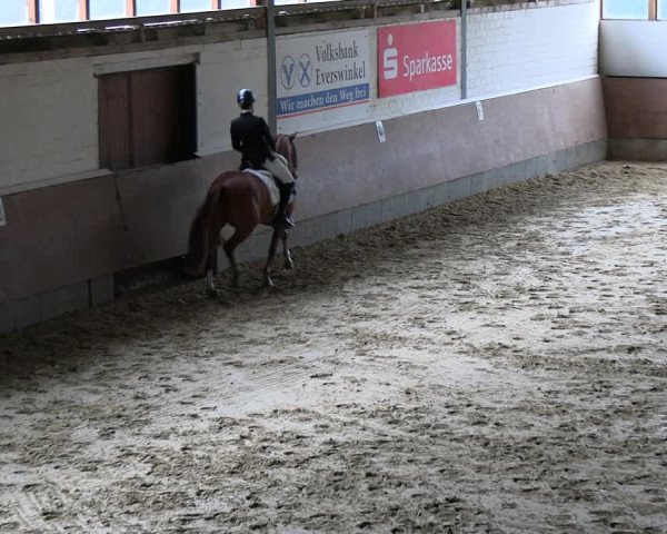 Reitturnier Everswinkel 2022