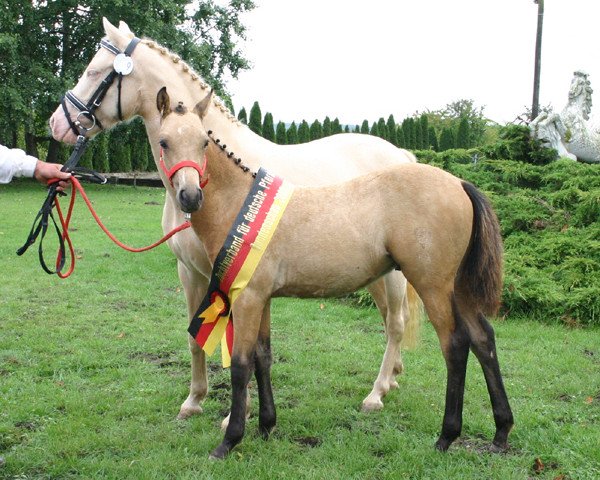 horse Dakota (German Riding Pony, 2005, from Dreamy's Dayton)