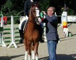 Dressurpferd Dandy Boy 17 (Deutsches Reitpferd, 2005, von Dreamy's Dayton)