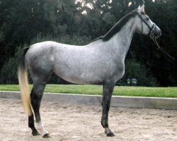 jumper Denver 166 (Little German Riding Horse, 2001, from Dreamy's Dayton)