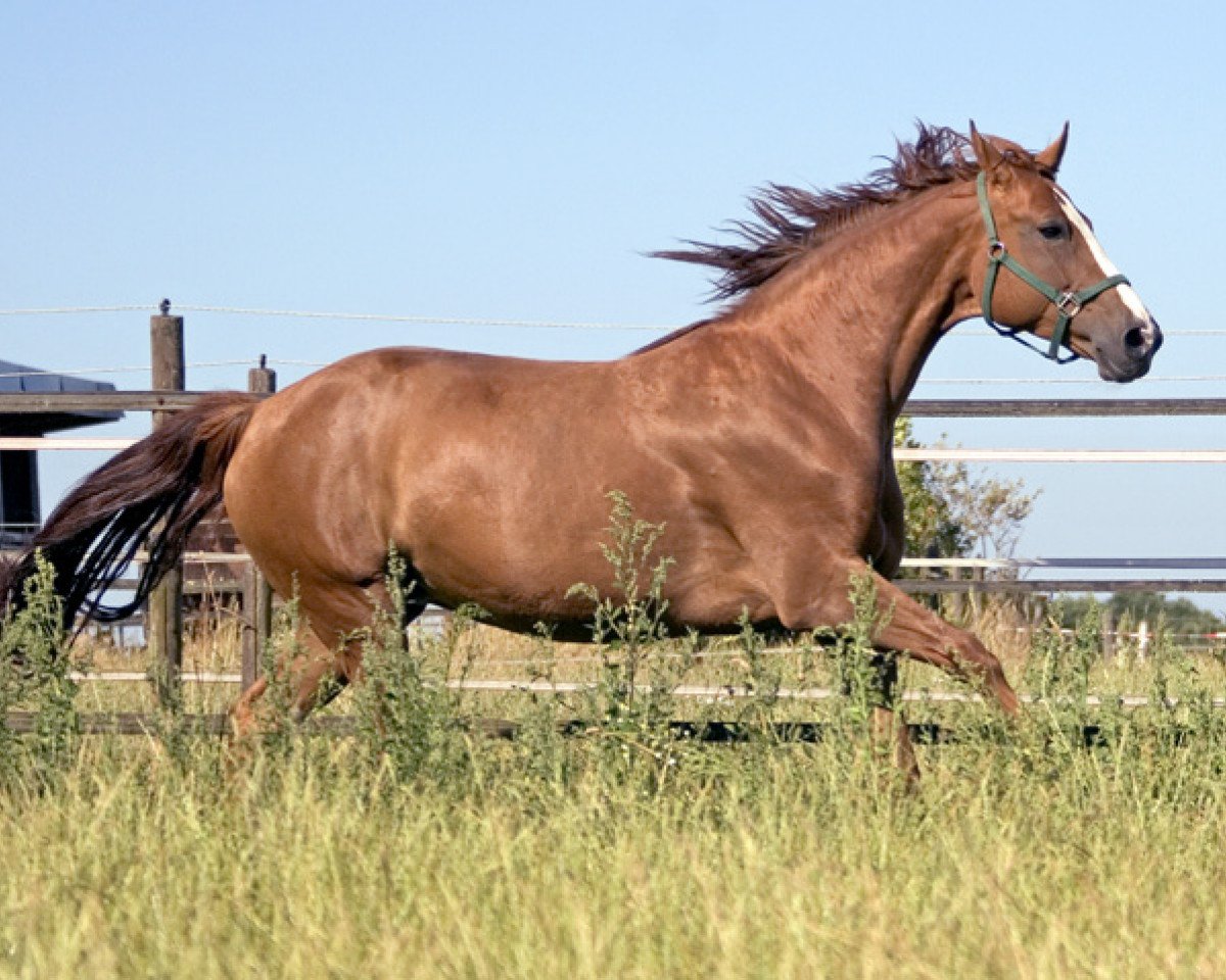 broodmare Rocamadour (Oldenburg, 1997, from Rouletto)