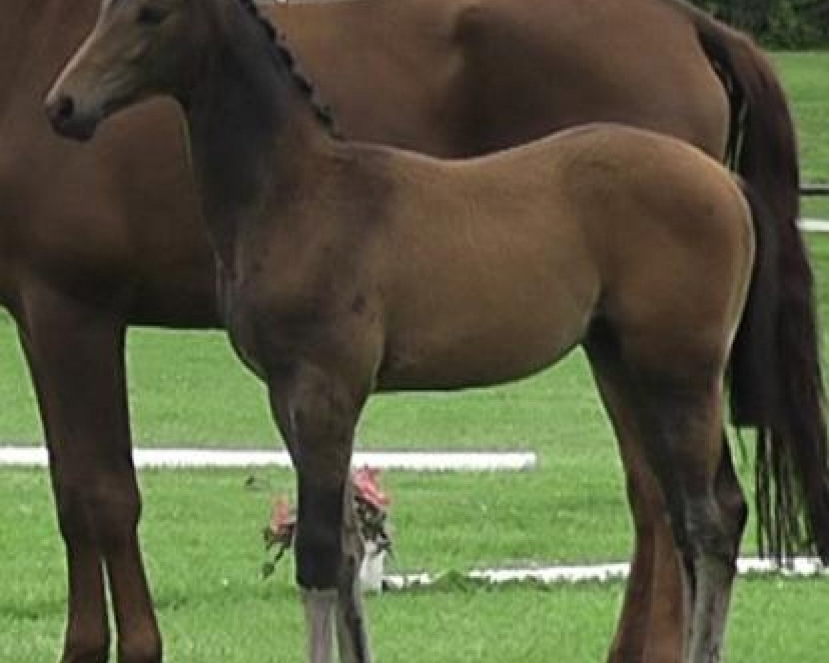 horse Halito de Medronho (Trakehner, 2012, from Hirtentanz 2)