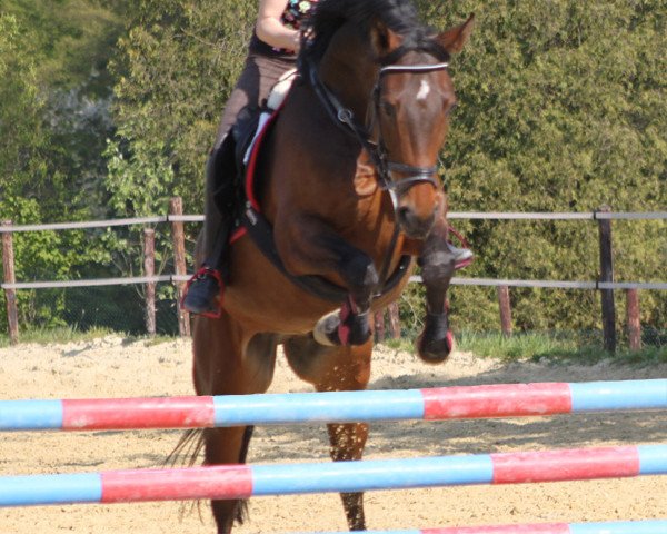 horse Windhof's Zaubertanz (Arab half breed / Partbred, 2003, from Windhof's Zenith AA)