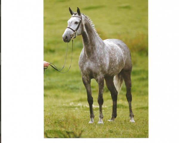 broodmare Holsatia X (Holsteiner, 1993, from Landgraf I)