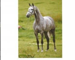 broodmare Holsatia X (Holsteiner, 1993, from Landgraf I)