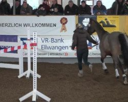 broodmare Chiccolina (Württemberger, 2008, from Catwalk IV)