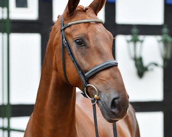 horse Descendant (Oldenburg, 2007, from Dimaggio)