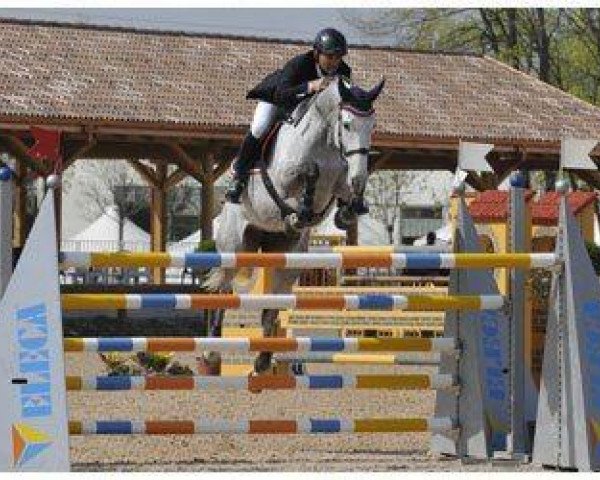 jumper Baretto (Holsteiner, 1998, from Baldini I) jumper Baretto (Holsteiner, 1998, from Baldini I)