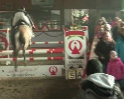 broodmare Caprice 450 (Westphalian, 2006, from Chin Chin)