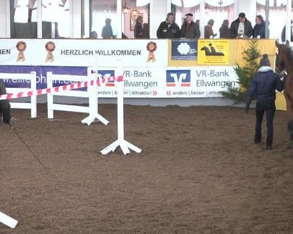 jumper Baloussino (Zweibrücken, 2009, from Baloussini)